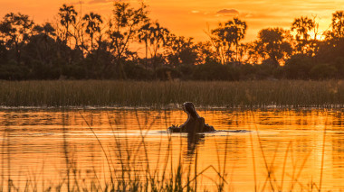 Moremi Game Reserve